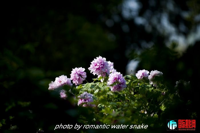 DSC_8427.jpg
