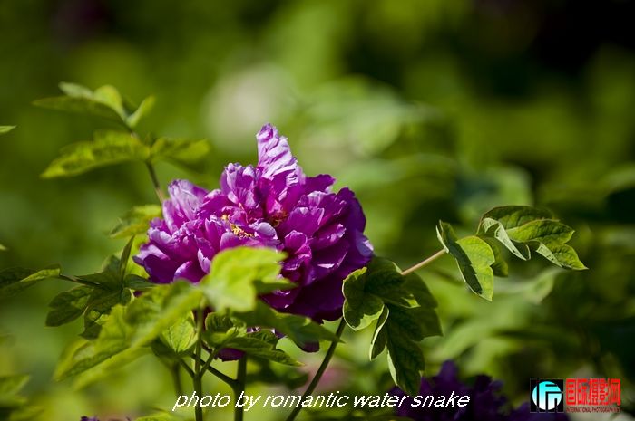 DSC_8411.jpg