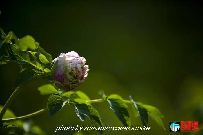DSC_8425.jpg