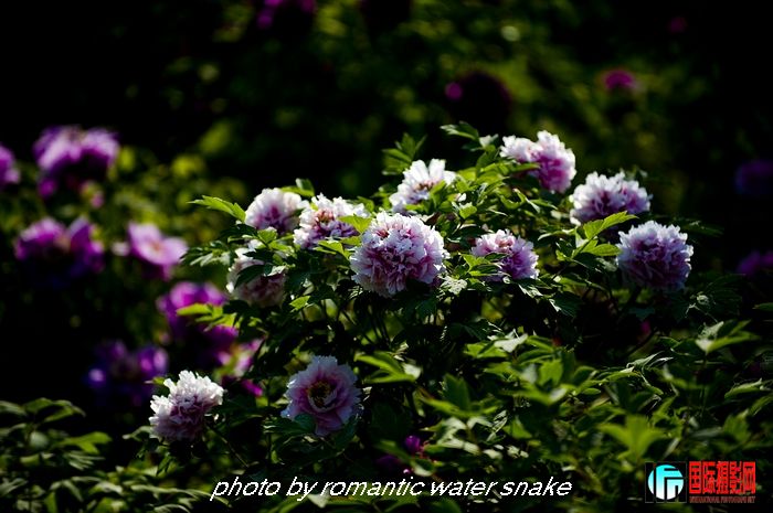 DSC_8424.jpg