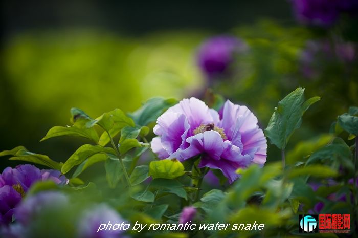 DSC_8458.jpg