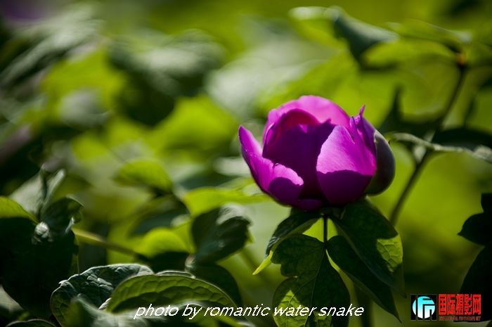 DSC_8428.jpg