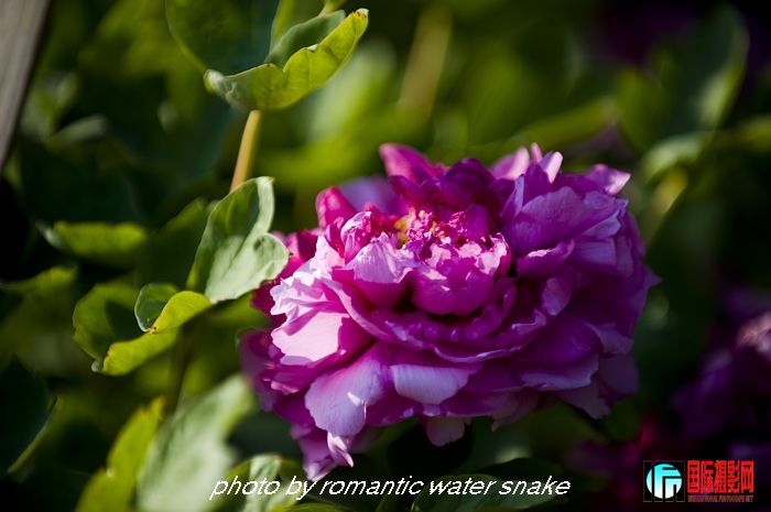 DSC_8438.jpg