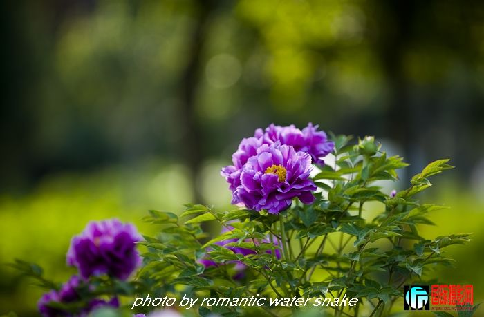 DSC_8455.jpg