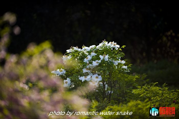 DSC_8464.jpg
