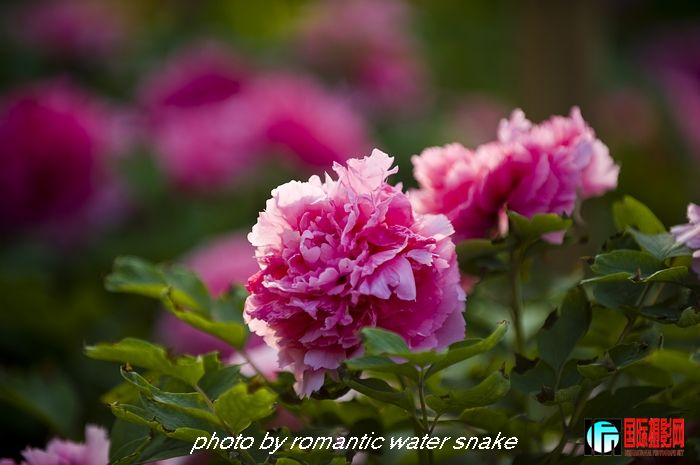 DSC_8468.jpg