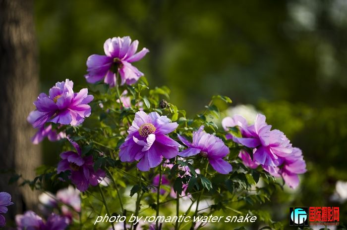 DSC_8466.jpg