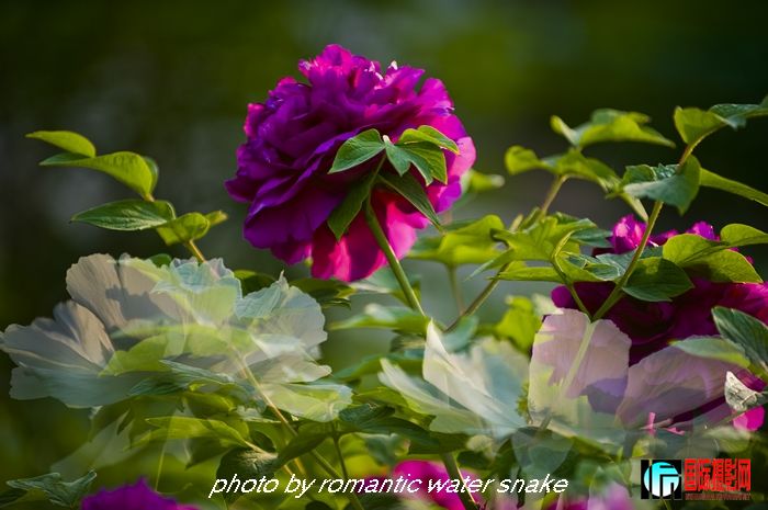 DSC_8484.jpg