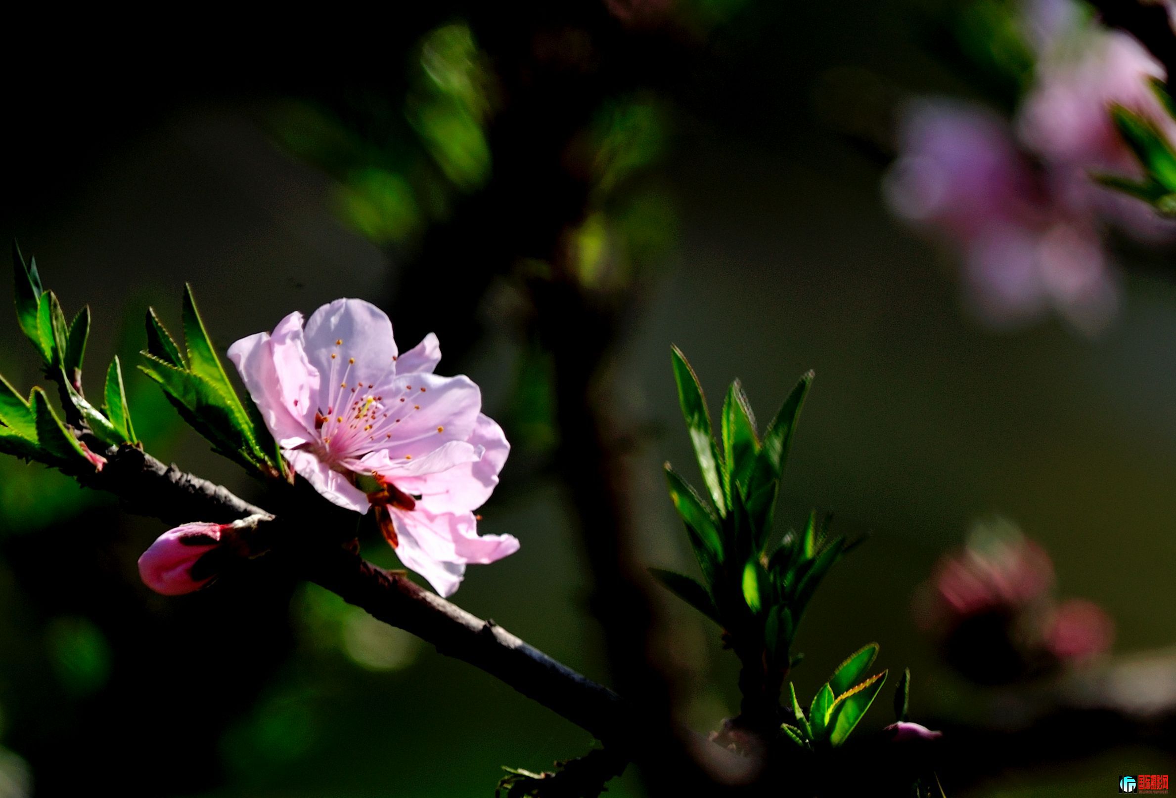 DSC_2726_038.JPG