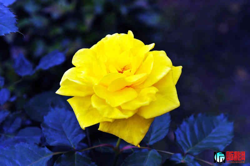 DSC_0008.jpg