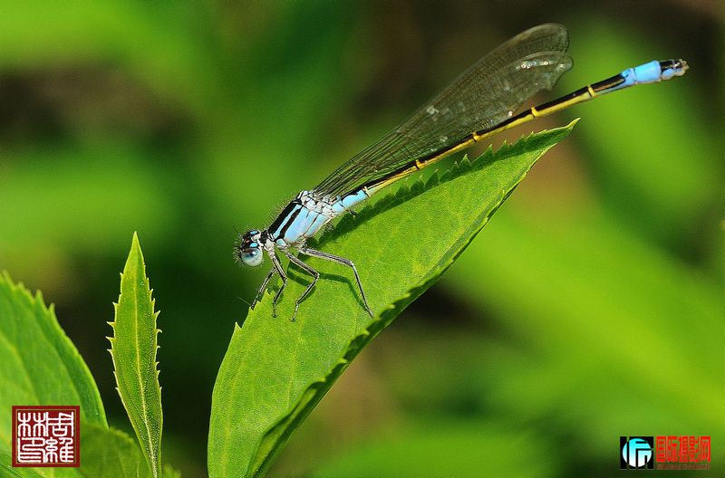 DSC_1155.JPG