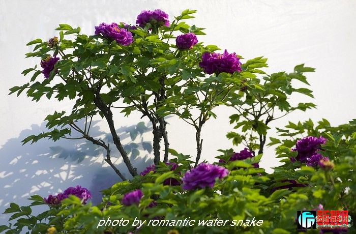 6_71842_64878bd5cd5f8c7.jpg