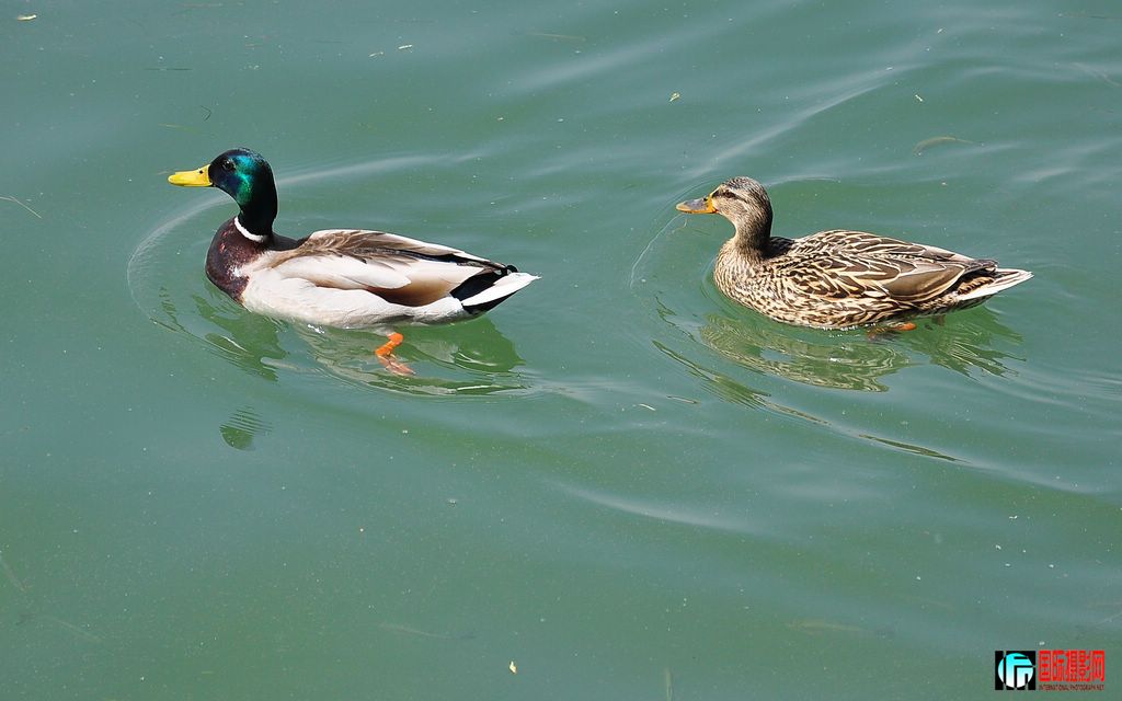 DSC_4676_10817.jpg