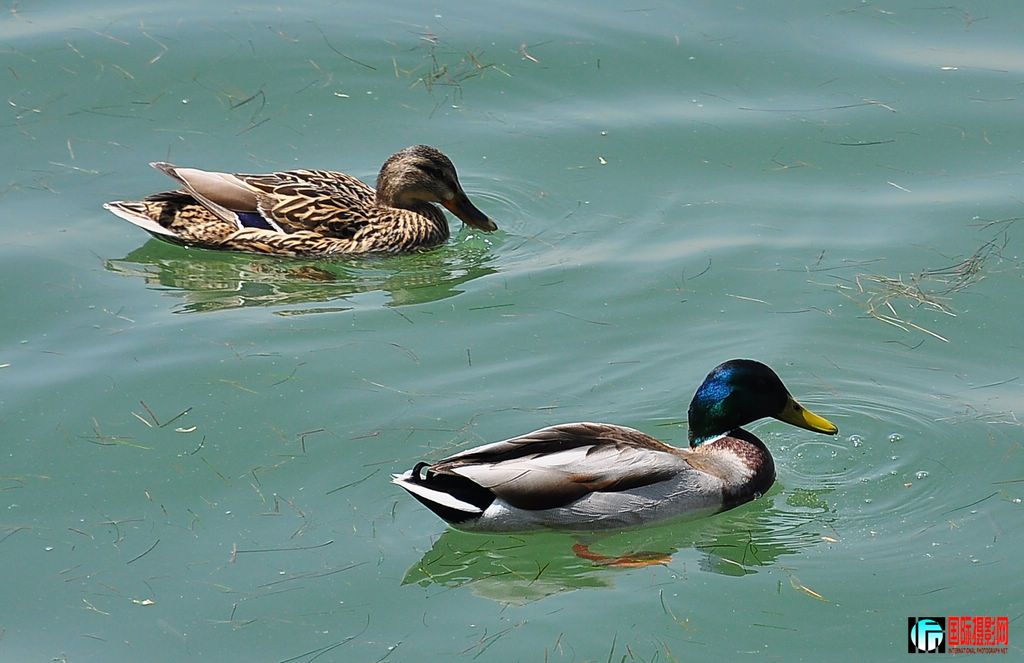 DSC_4686_10827.jpg
