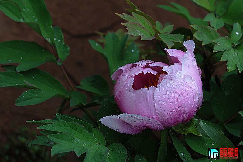 DSC_2463.jpg