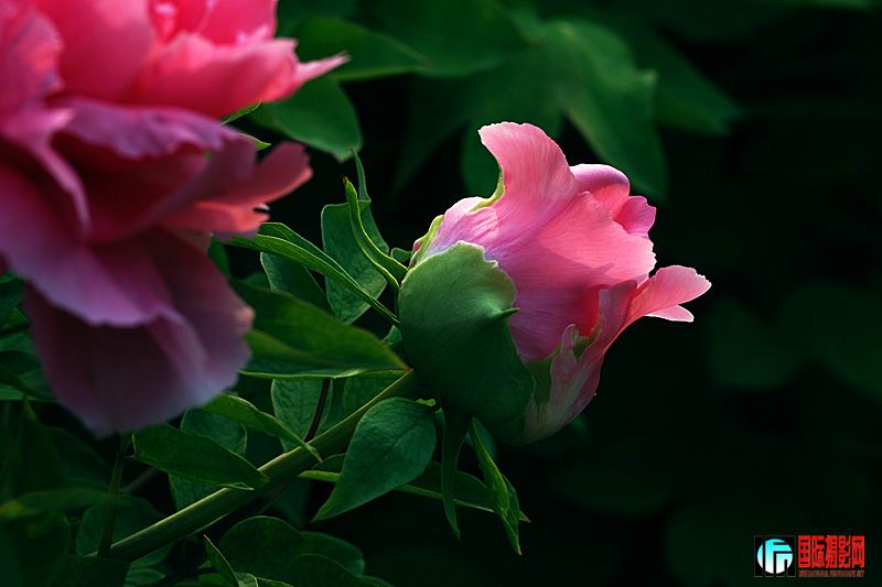 DSC_2272.jpg