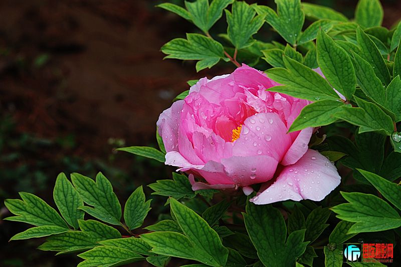 DSC_2505.jpg