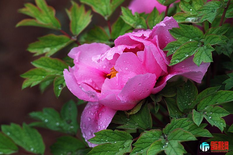 DSC_2425.jpg
