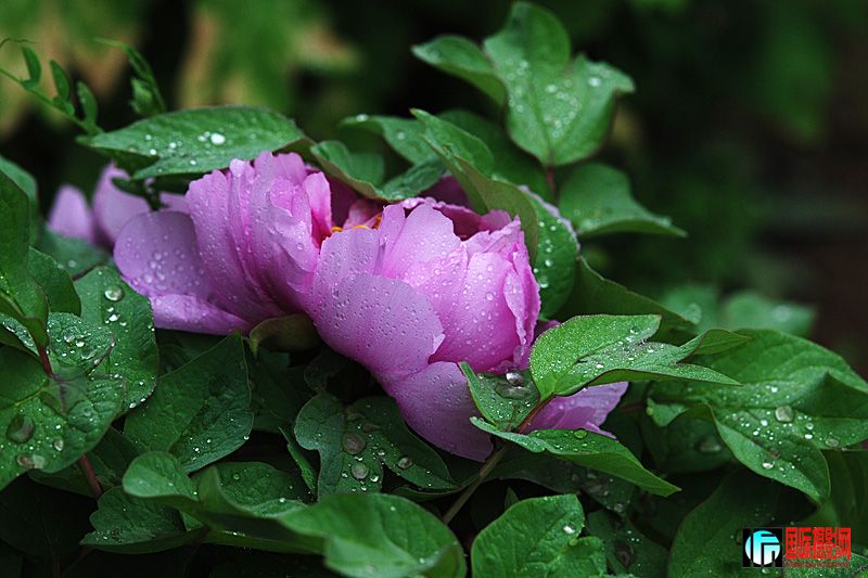 DSC_2422.jpg