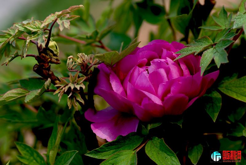 DSC_1750.jpg
