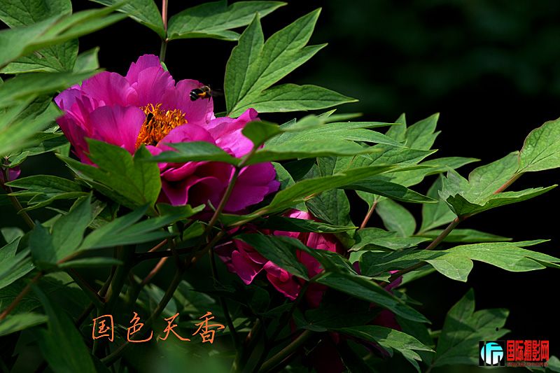 DSC_2226.jpg