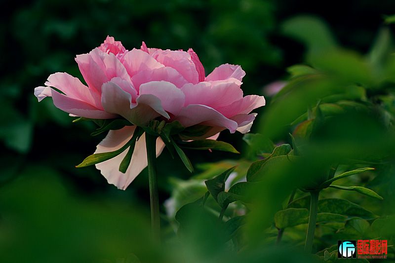 DSC_1764.jpg
