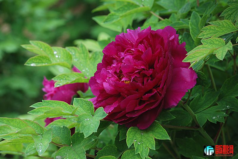 DSC_2502.jpg