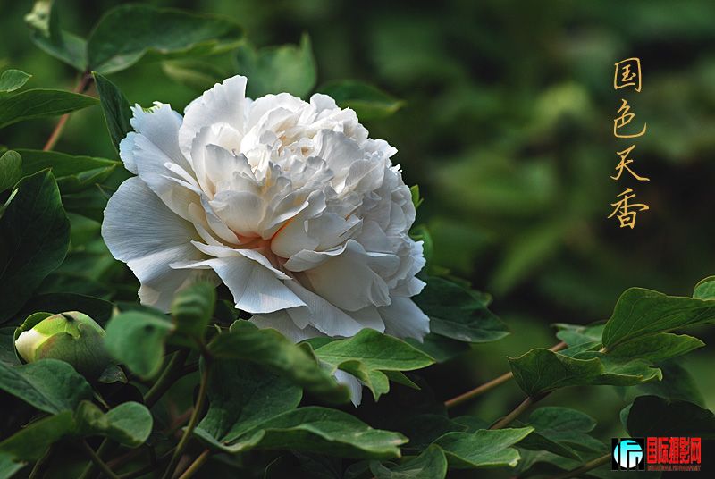 DSC_2380.jpg