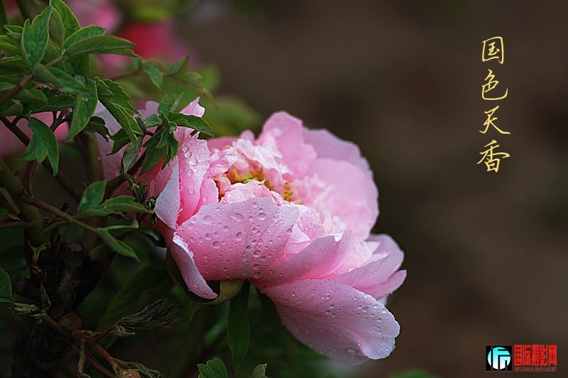 DSC_2437.jpg