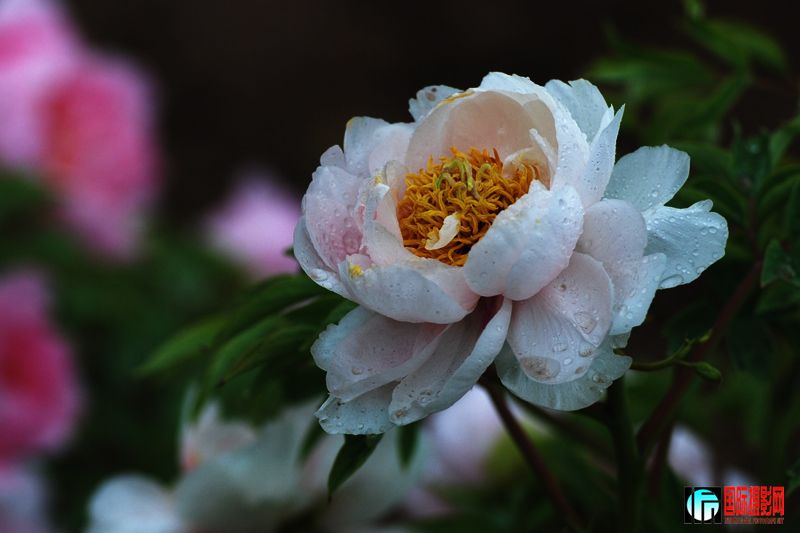 DSC_2420.jpg
