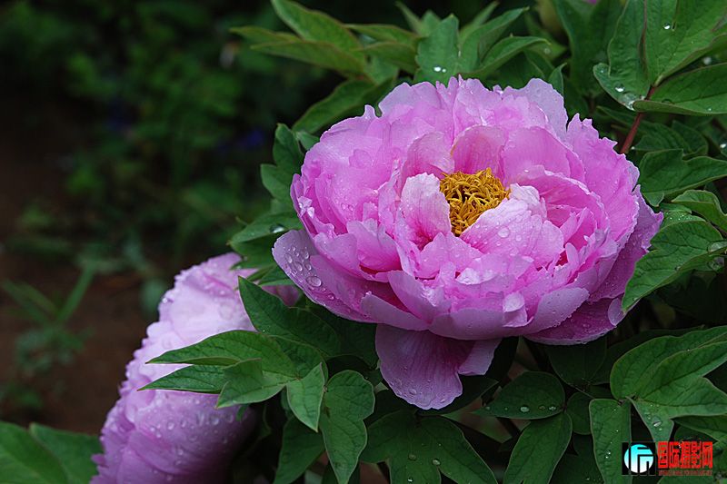 DSC_2508.jpg