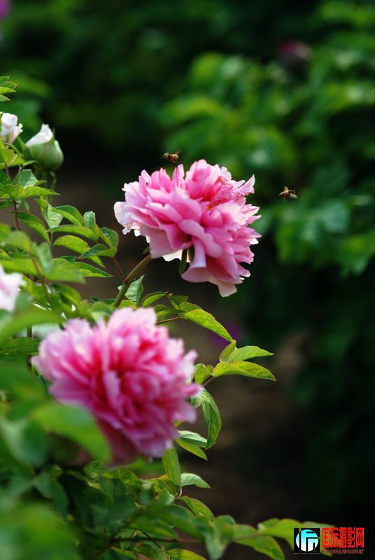 DSC_2299.jpg