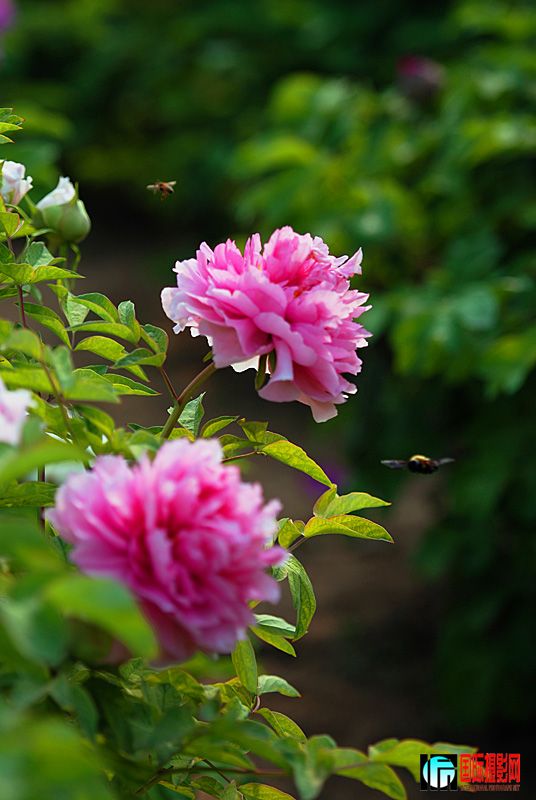 DSC_2301.jpg