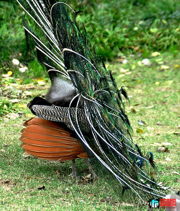 DSC_0130.jpg