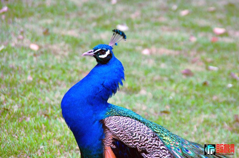 DSC_0041.jpg