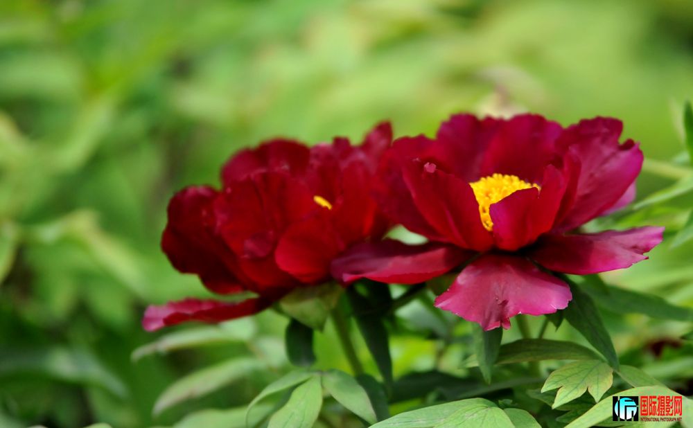 DSC_9702.JPG