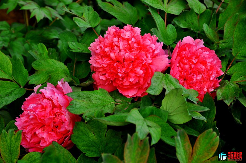 DSC_5056_11066.jpg