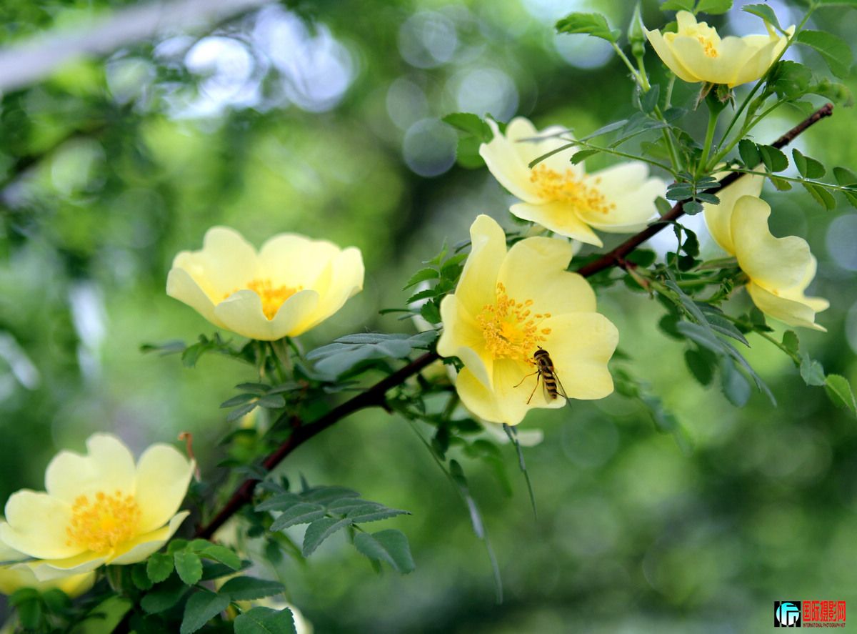 Ǿޱ2.jpg