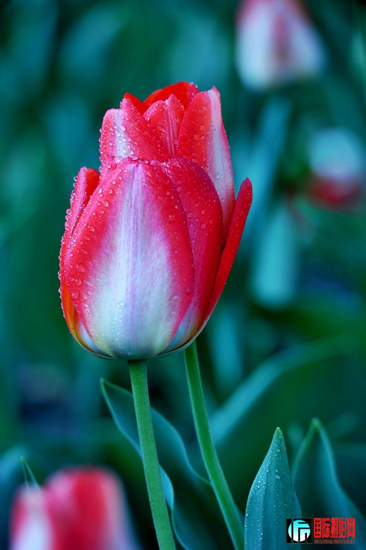  DSC_1679.JPG