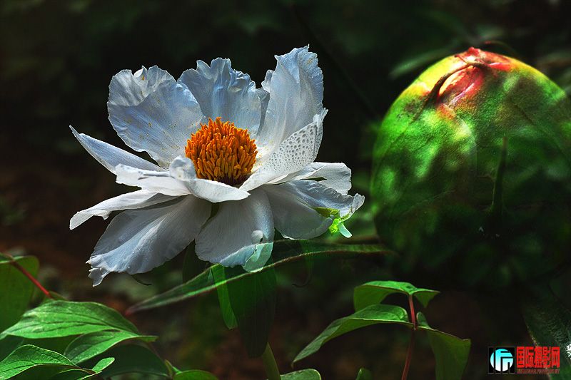 DSC_2805.jpg