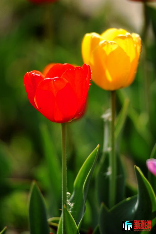  DSC_1707.JPG