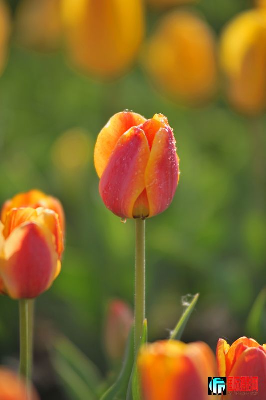  DSC_1692.JPG