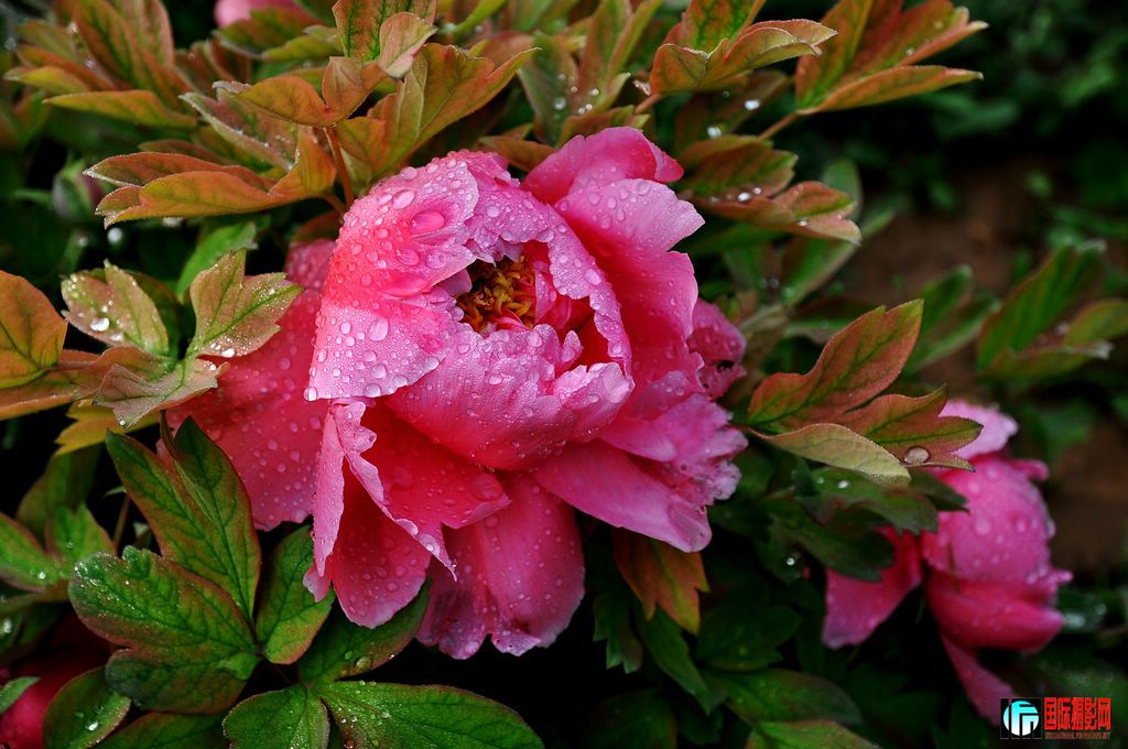 DSC_5211_11176.jpg
