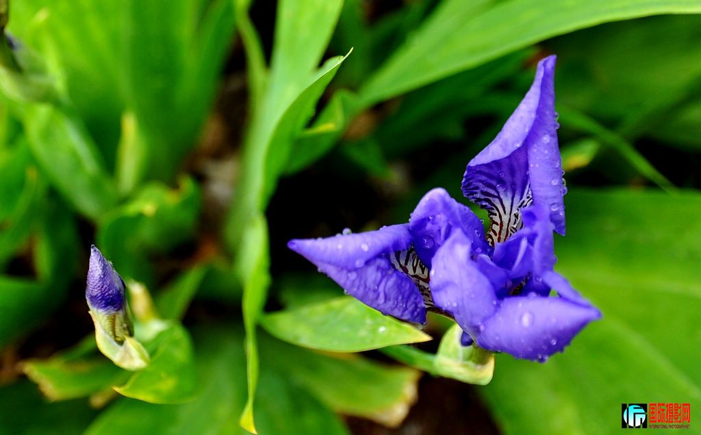 DSC_5262_11214.jpg