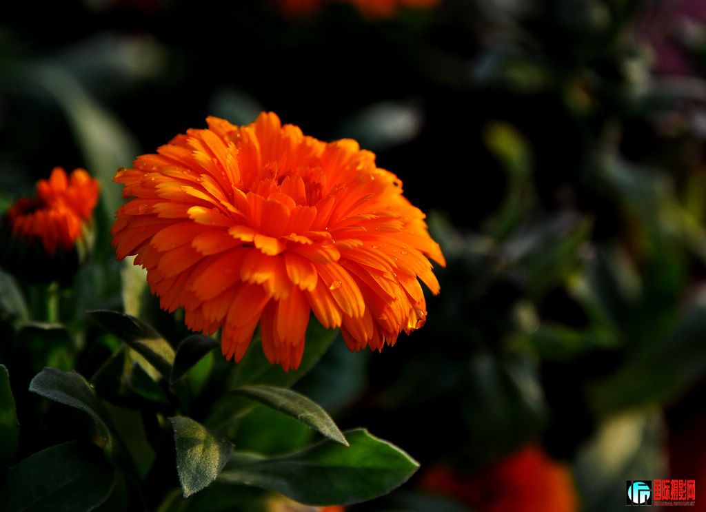 DSC_5494_11361.jpg
