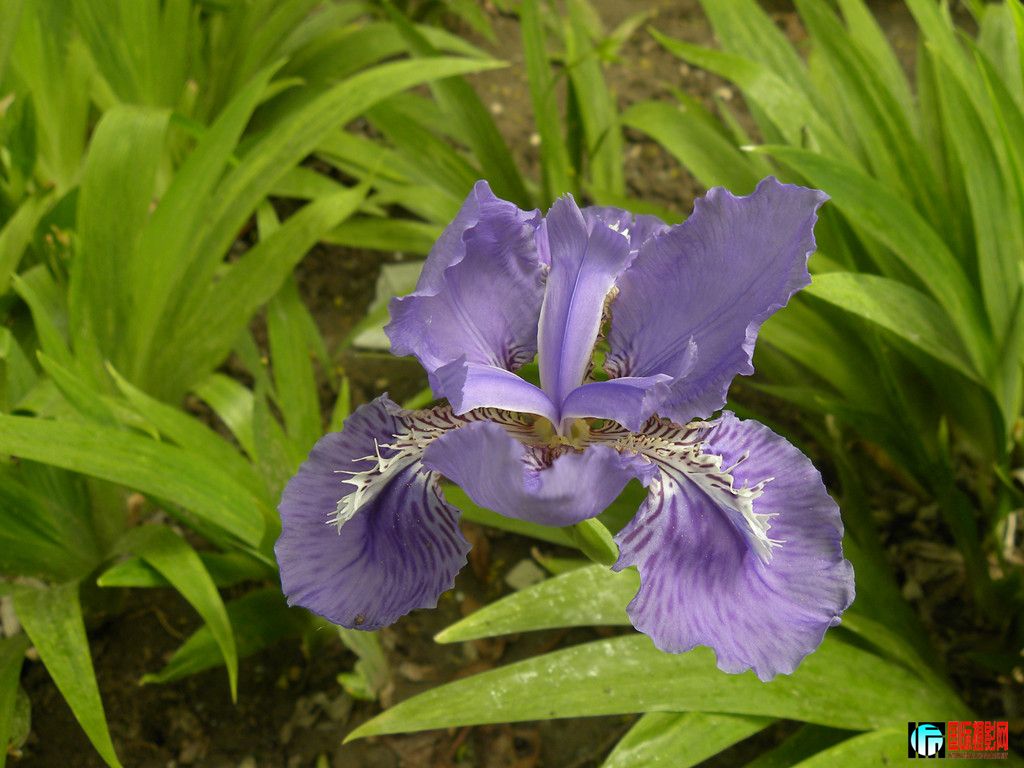 DSCN1611_.jpg