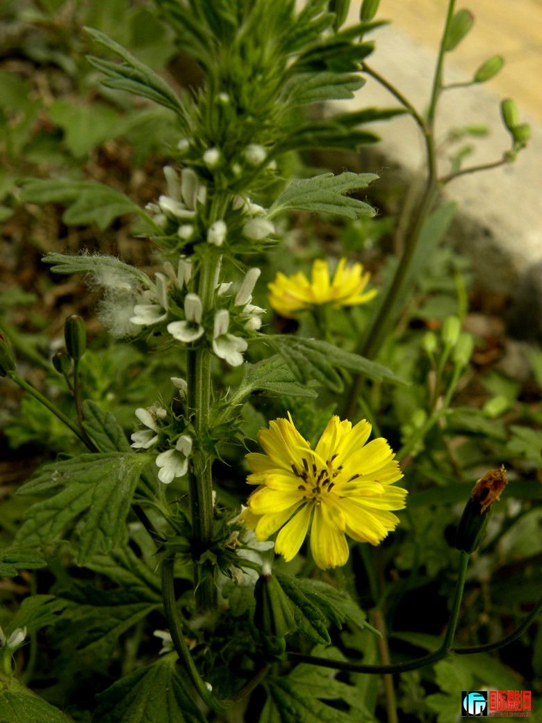 DSCN1635__.jpg