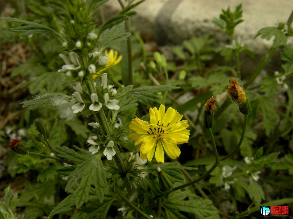DSCN1634__.jpg