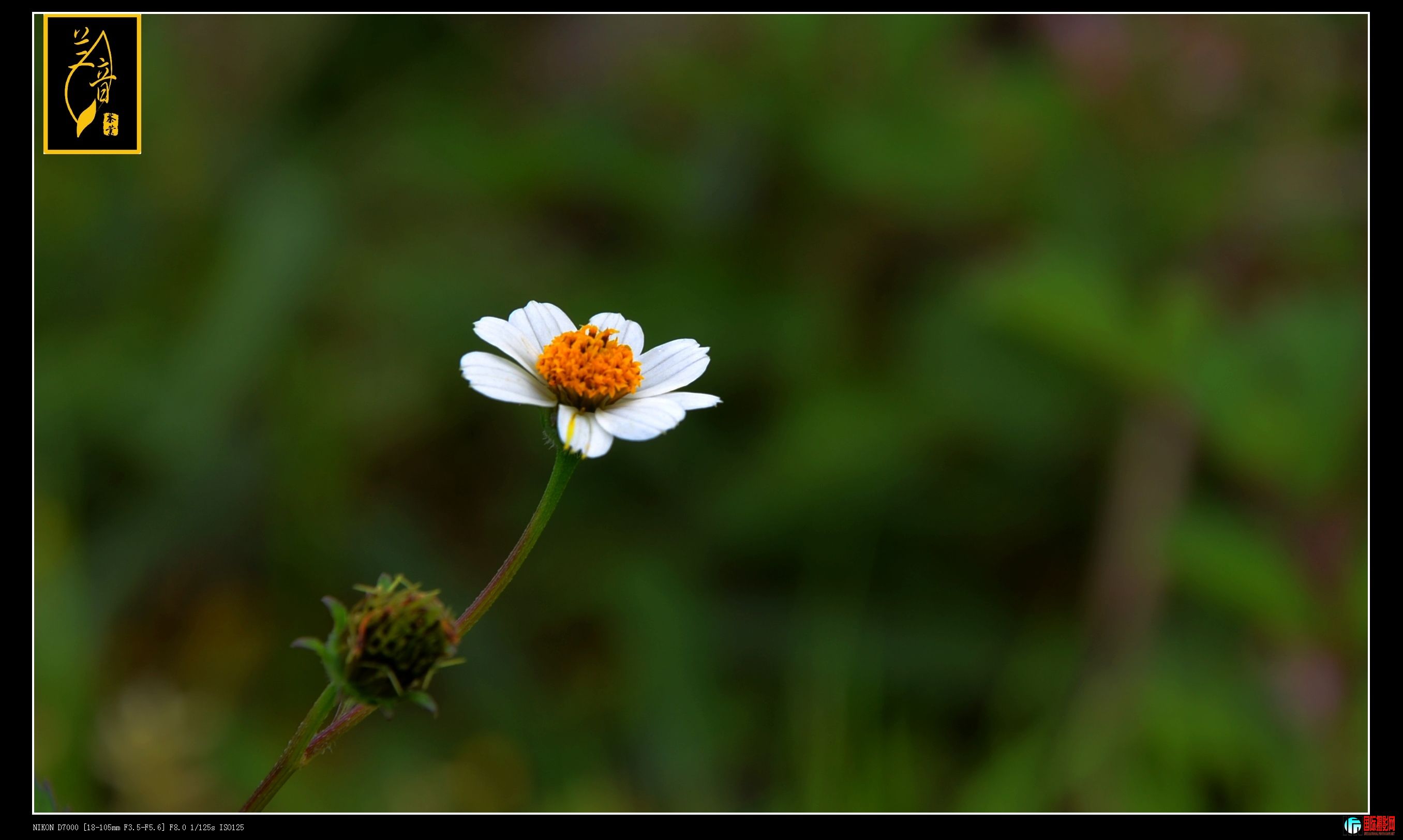 DSC_2485.jpg