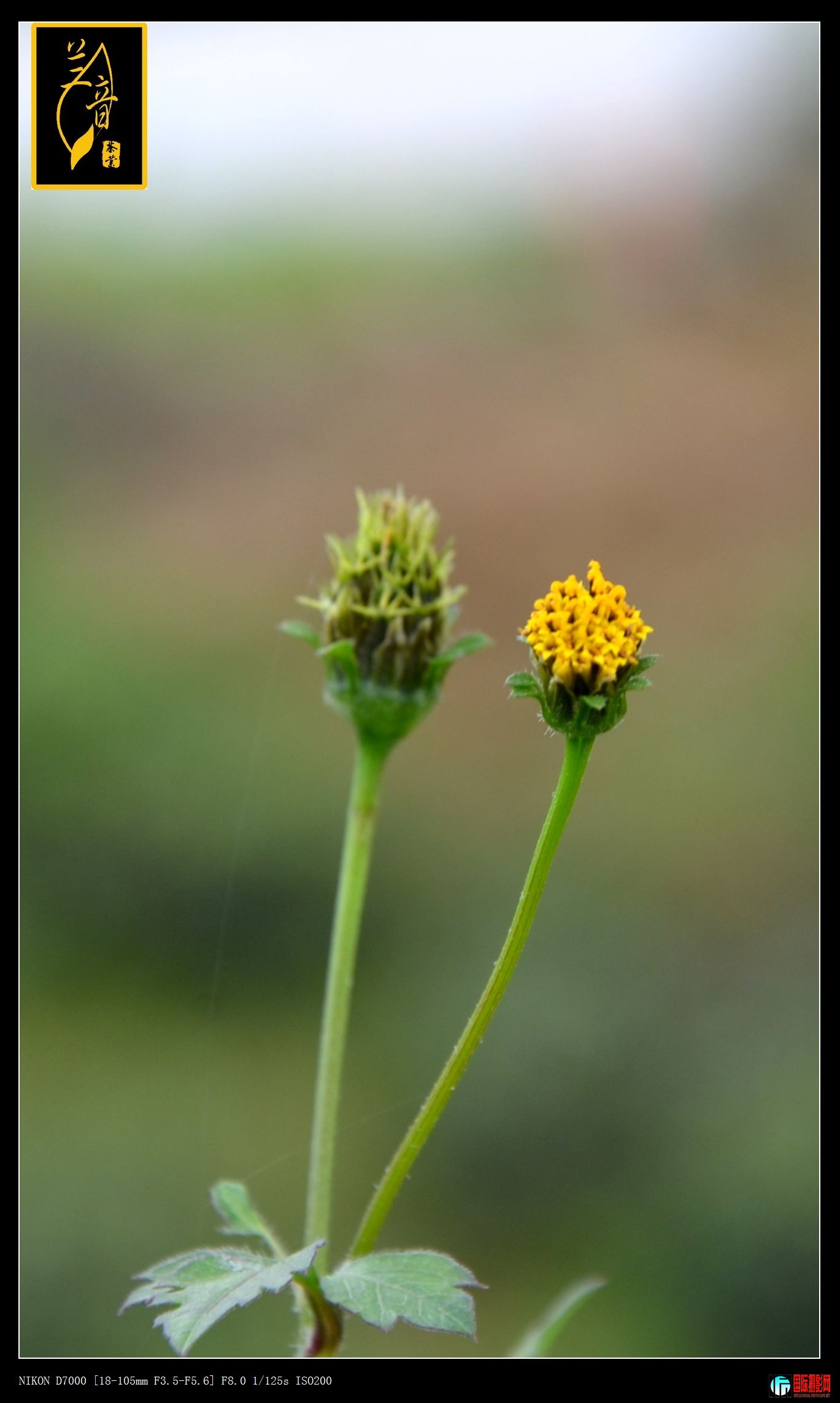 DSC_2482.jpg